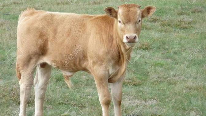 Ever had to spontaneously wrangle a young bull?