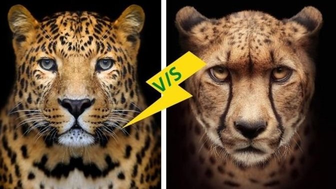 Anyone else have dreams/nightmares containing animals last night?