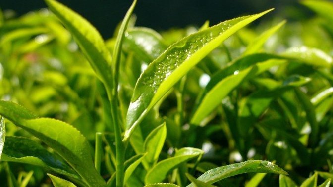 Which country do you think produces better tea?