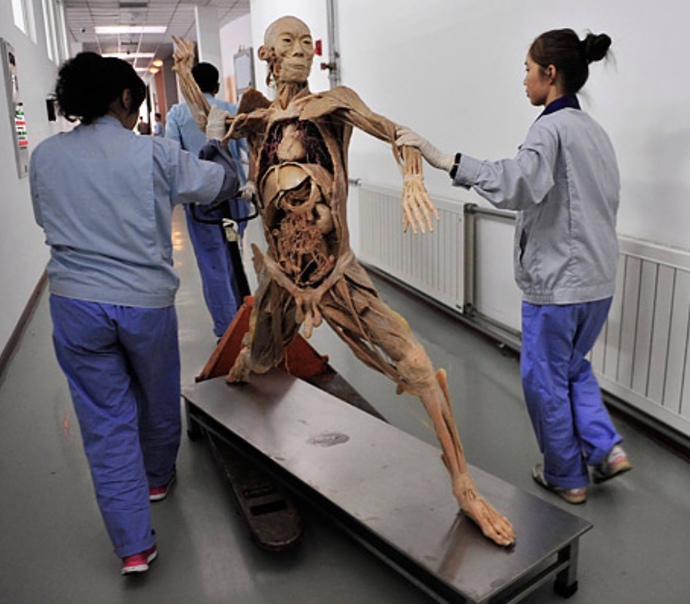 Would you have your partner or any part of them plastinated if they died? If they were preserved life like?