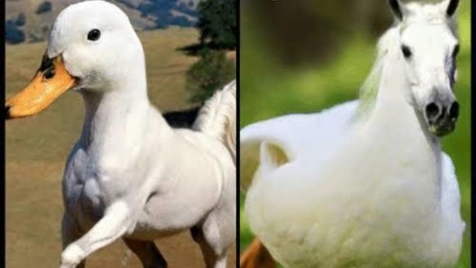Would you rather fight 1 horse-sized duck OR 100 duck-sized horses?