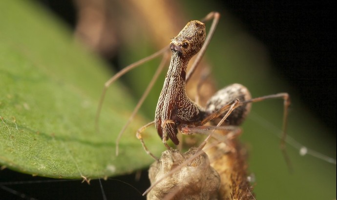 Which of these bizarre creatures would you want to exist as (Part 1)?