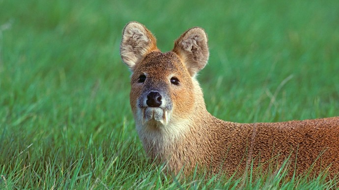 Which of these bizarre creatures would you want to exist as (Part 1)?