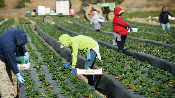 Why are liberals so arrogant to believe that illegal immigrants are only capable of picking their crops and mowing their lawns?