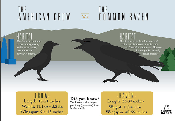 Crow vs Raven