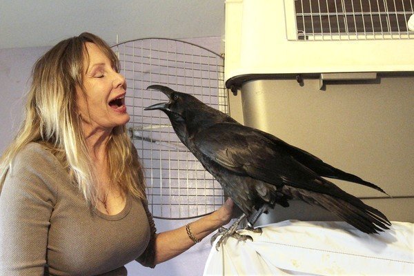 Damn! Quite big! And so is the raven!