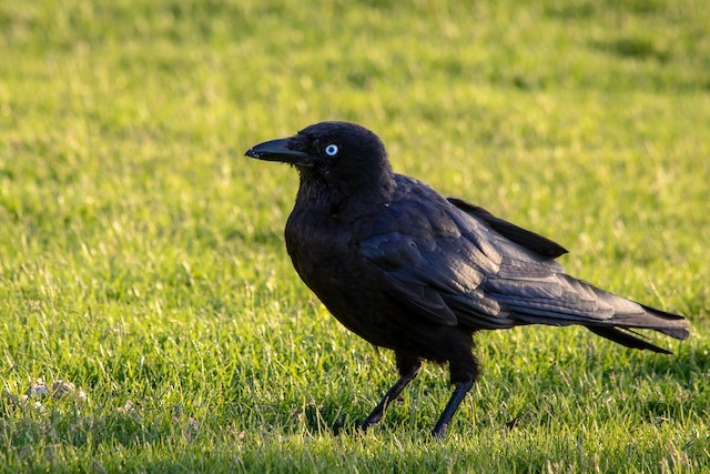 Have you ever been a crow at a raven party before?