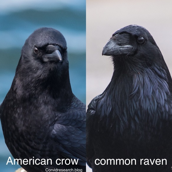 ... Versus the Virgin Crows.