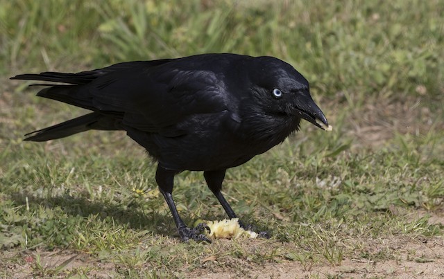 Have you ever been a crow at a raven party before?