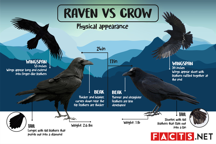 Raven vs Crow