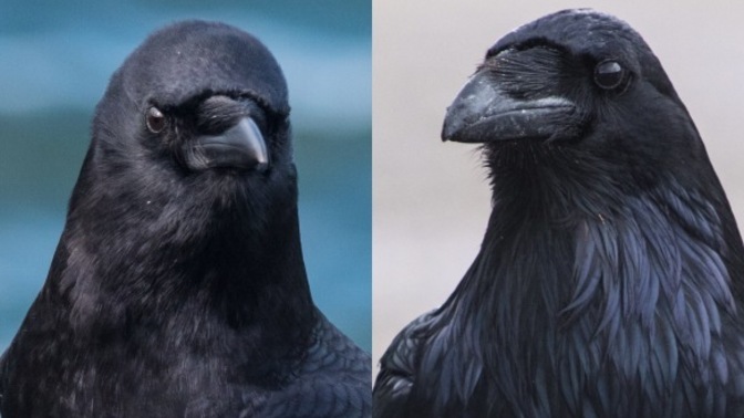 Have you ever been a crow at a raven party before?