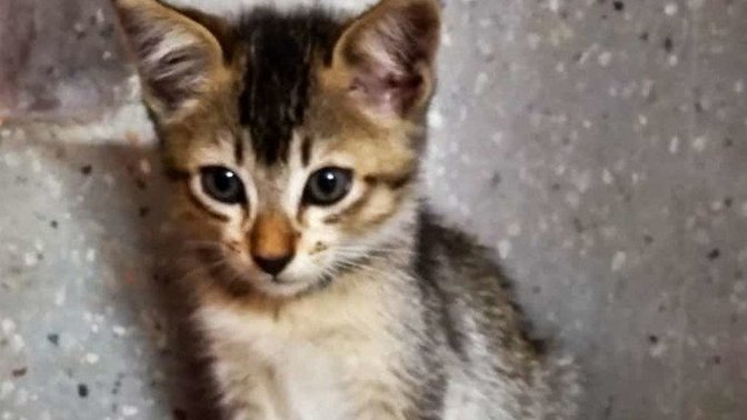 Girls, do you dislike men with pet/rescue cats?