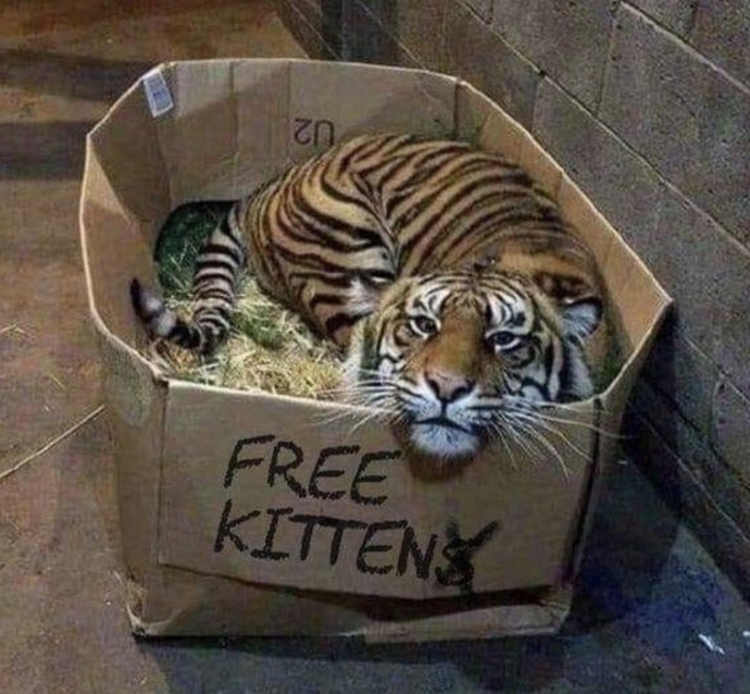 If You Saw This Box & It Said FREE KITTEN Would You Take It Home?