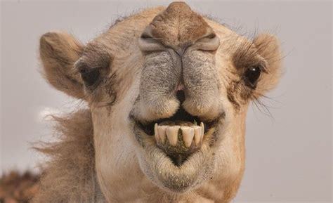 If animals could talk, which would be the rudest?