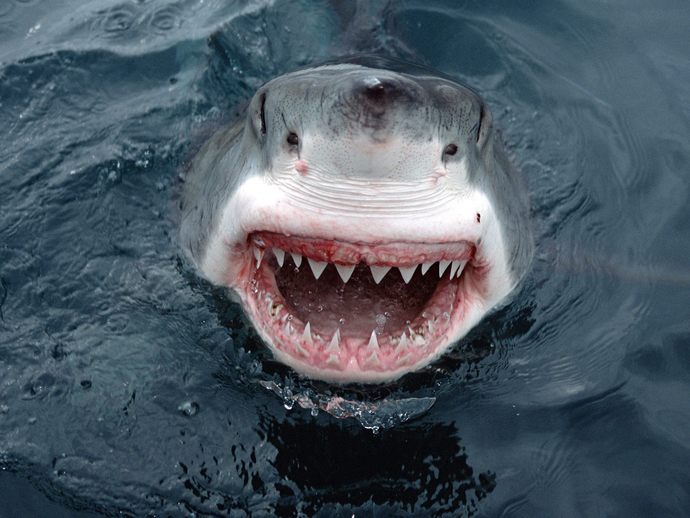 Great White Shark