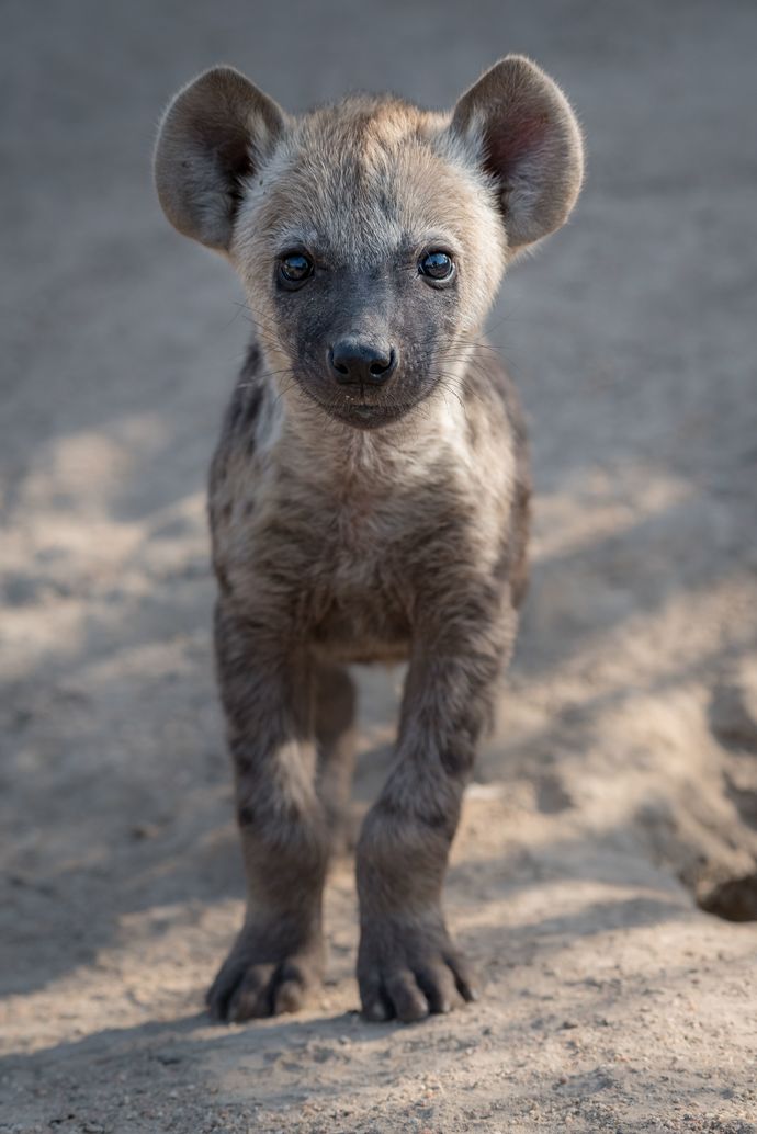 If animals could talk, which would be the rudest?