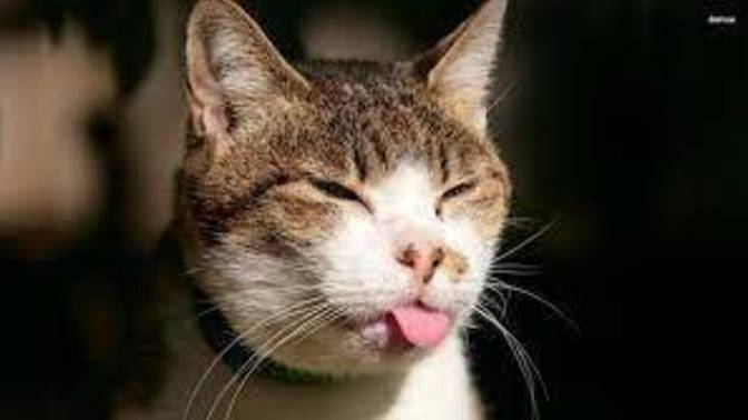 If animals could talk, which would be the rudest?