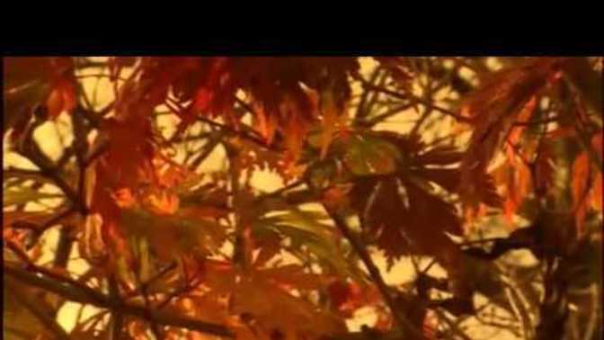 It's Autumn/Fall in the northern hemisphere. So what's the most beautiful thing you love about Autumn?