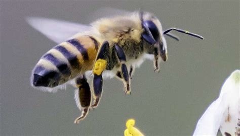 Have you ever gotten really sick after a bee/hornet/wasp 🐝 sting?