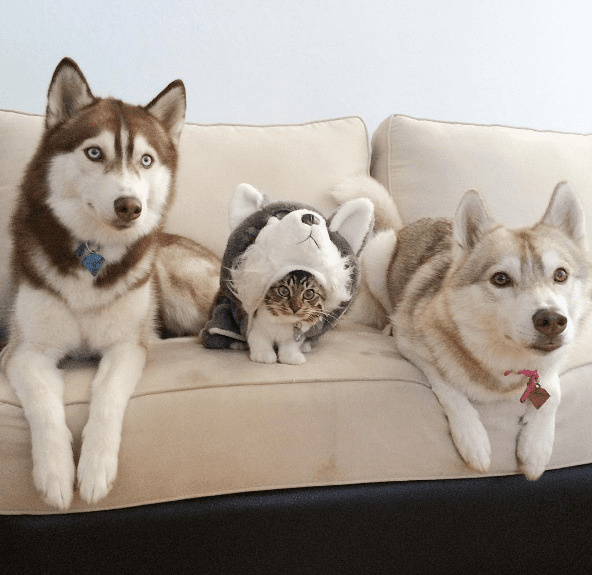 I’ve always wanted a cat but my boyfriend and my family all hate cats. Should I just sneak one in when me and my boyfriend live together lol?