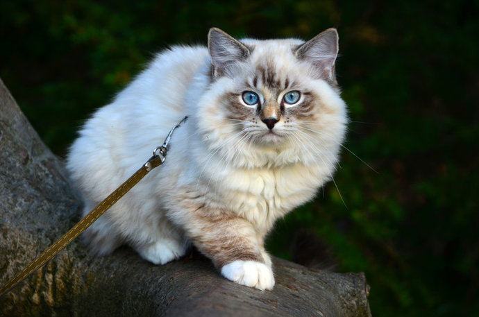 I’ve always wanted a cat but my boyfriend and my family all hate cats. Should I just sneak one in when me and my boyfriend live together lol?