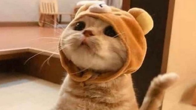 I’ve always wanted a cat but my boyfriend and my family all hate cats. Should I just sneak one in when me and my boyfriend live together lol?