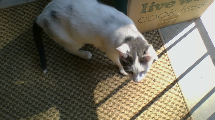 Who would like this cat , she is crazy about me , started to show up on my porch, came to visit me Sun, Monday, and Tuesday and , maybe Wed?
