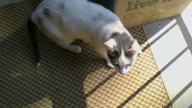 Who would like this cat , she is crazy about me , started to show up on my porch, came to visit me Sun, Monday, and Tuesday and , maybe Wed?