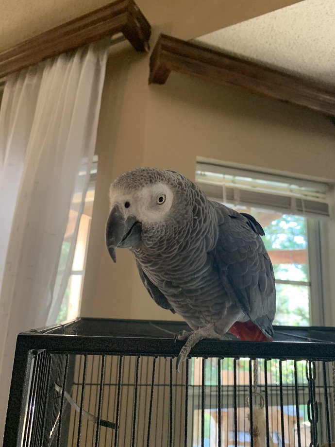 Would you feel scared about this bird biting you?