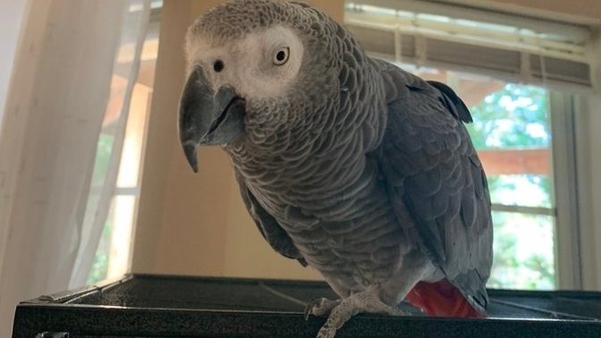 Would you feel scared about this bird biting you?