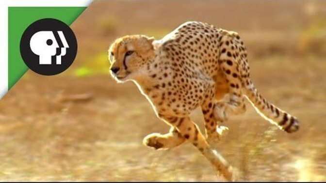 Who Else Is Sad That Cheetahs Do Not Live In The Americans Anymore?