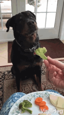 What? You had a Pork Chop! I do not do Broccoli!