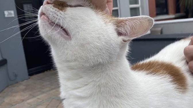 Gags do you find this cat cute?