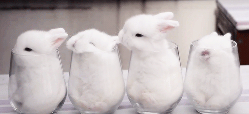 Do you agree rabbits are smart and adorable?