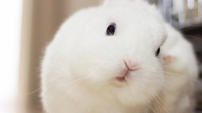 Do you agree rabbits are smart and adorable?