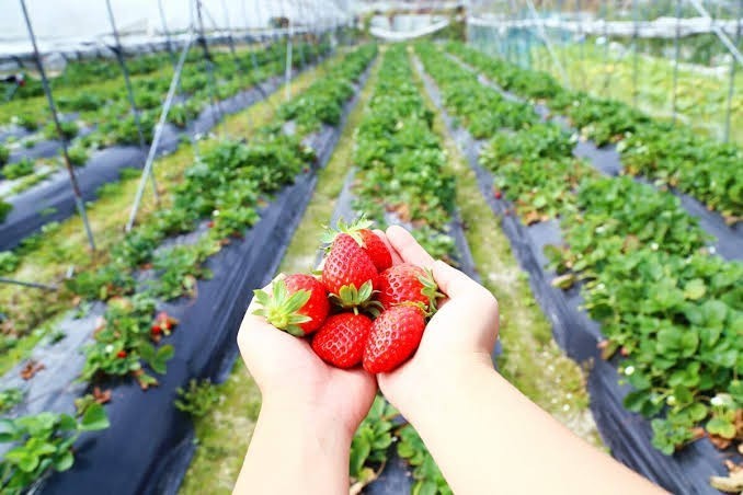 If you live in a place with 1 choice to accompany your daily life, do you prefer a garden or pets?