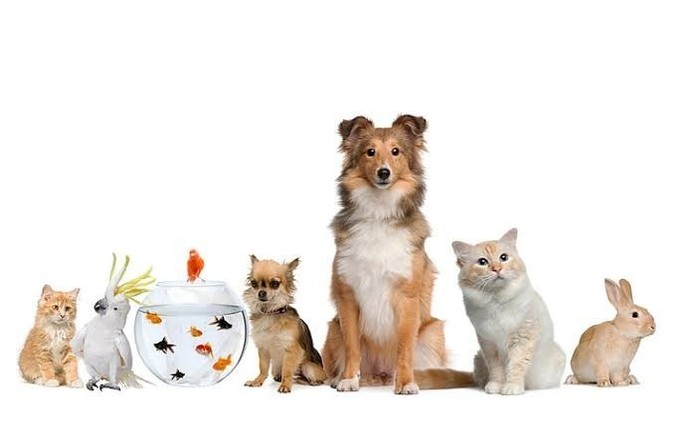 If you live in a place with 1 choice to accompany your daily life, do you prefer a garden or pets?