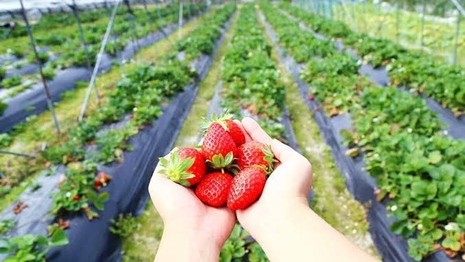If you live in a place with 1 choice to accompany your daily life, do you prefer a garden or pets?