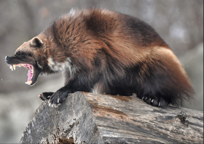If a man armed with a baton were to fight this creature who do you think would win?