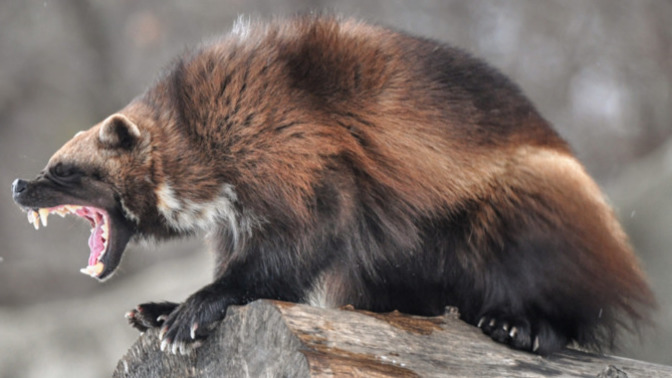 If a man armed with a baton were to fight this creature who do you think would win?