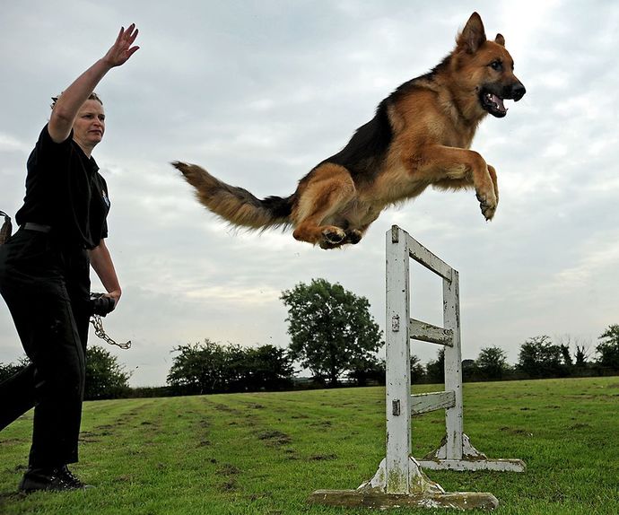 Do you think a German Shepherd could jump 6ft over a fence?