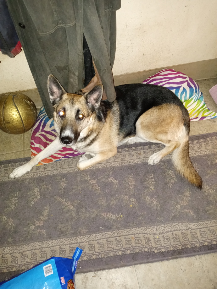 Do you think a German Shepherd could jump 6ft over a fence?
