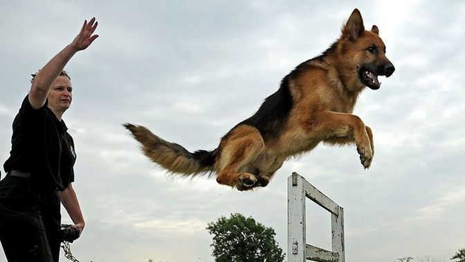 Do you think a German Shepherd could jump 6ft over a fence?