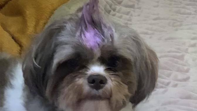 So what do you guys think of my dogs hair?