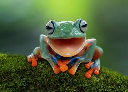 Do you like frogs 🐸 ?