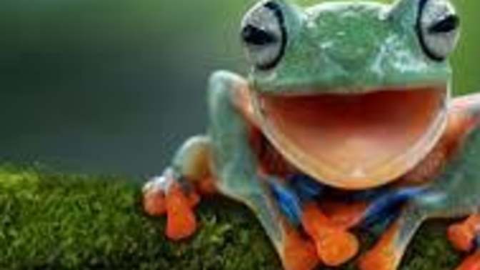 Do you like frogs 🐸 ?