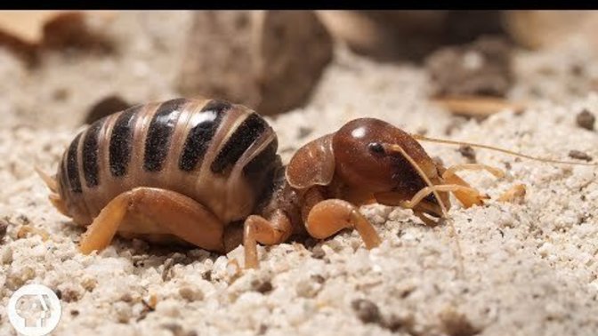 What Do You Think About These Freaky Bugs?