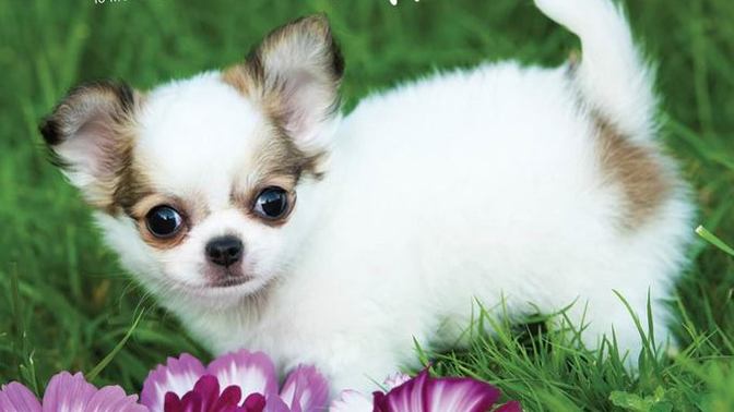 Who loves puppies?