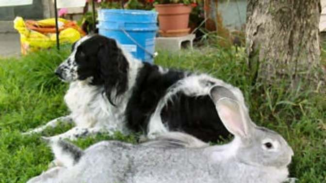 Would a cat be scared of a large rabbit?