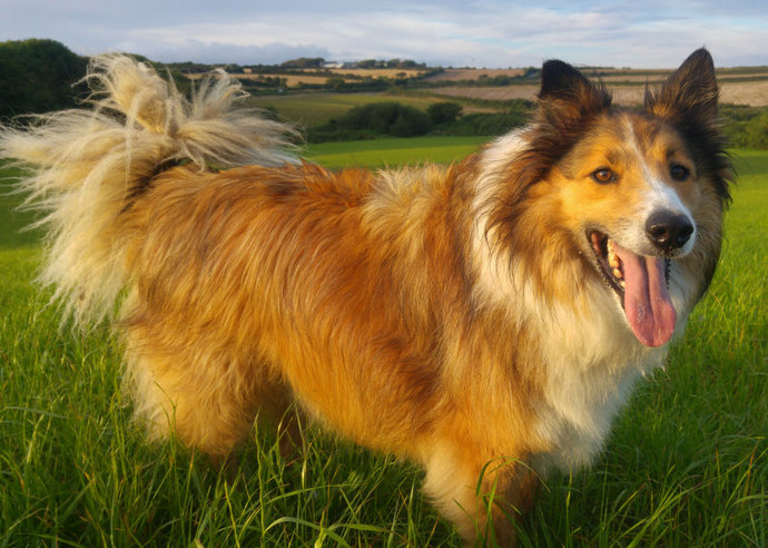 What are your three favorite dog breeds?
